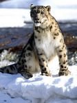 pic for snow leopard